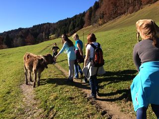 Treffen mit Kühen